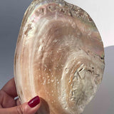 Pink Pearl Κοχύλι