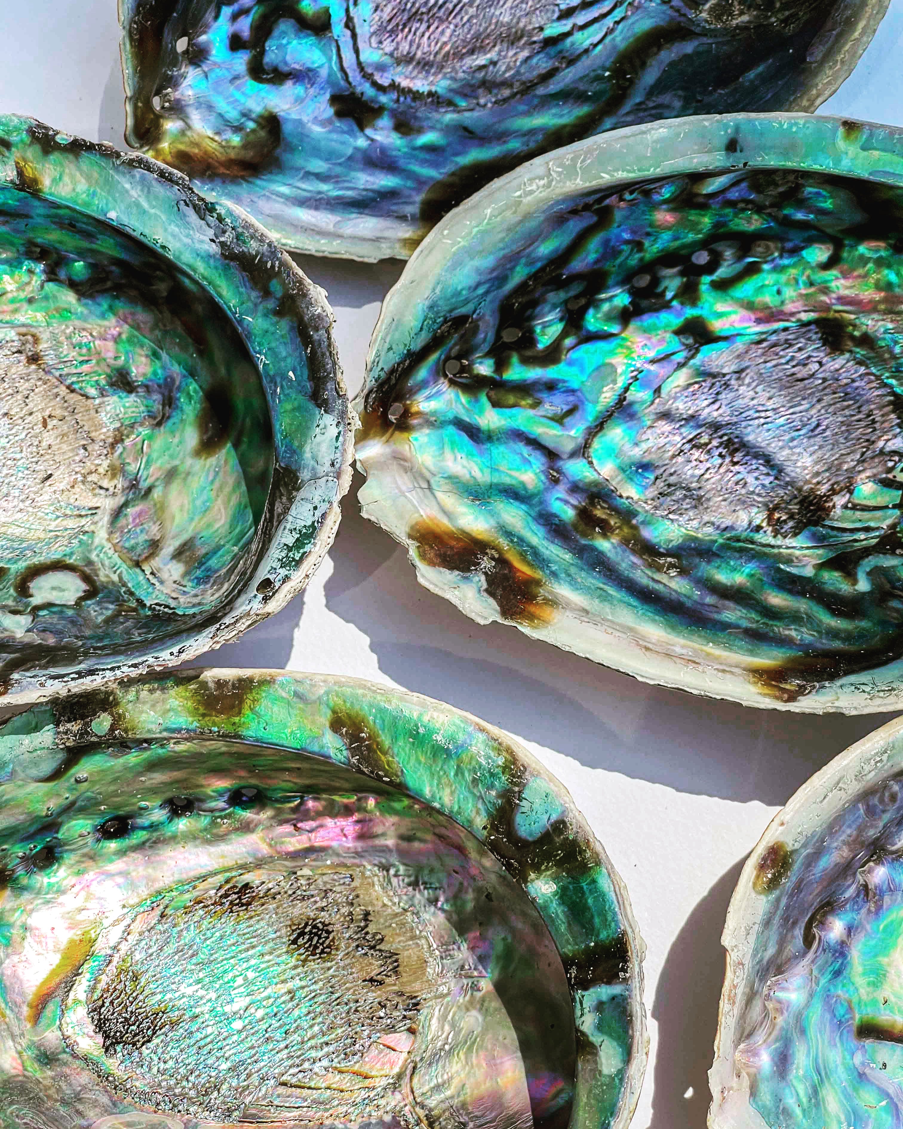 Paua Κοχύλι